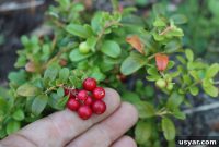 Lingonberry Growing Guide: Planting, Care and Harvest