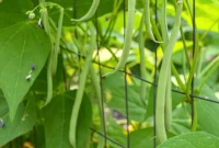 Filet-Style Pole Beans: Why Pole Beans Outperform Bush Types