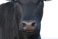 How to Buy a Quarter Beef Share: What to Expect