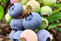 How to Tell When Blueberries Are Ripe and Harvest Them