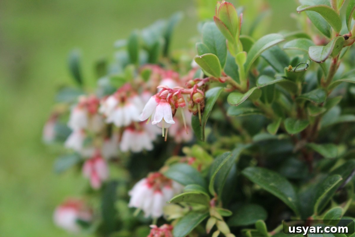 Lingonberry Growing Guide: Planting, Care and Harvest 3 Buying Lingonberry Plants