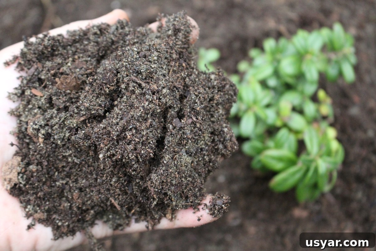Lingonberry Growing Guide: Planting, Care and Harvest 4 Soil for Lingonberry Plants