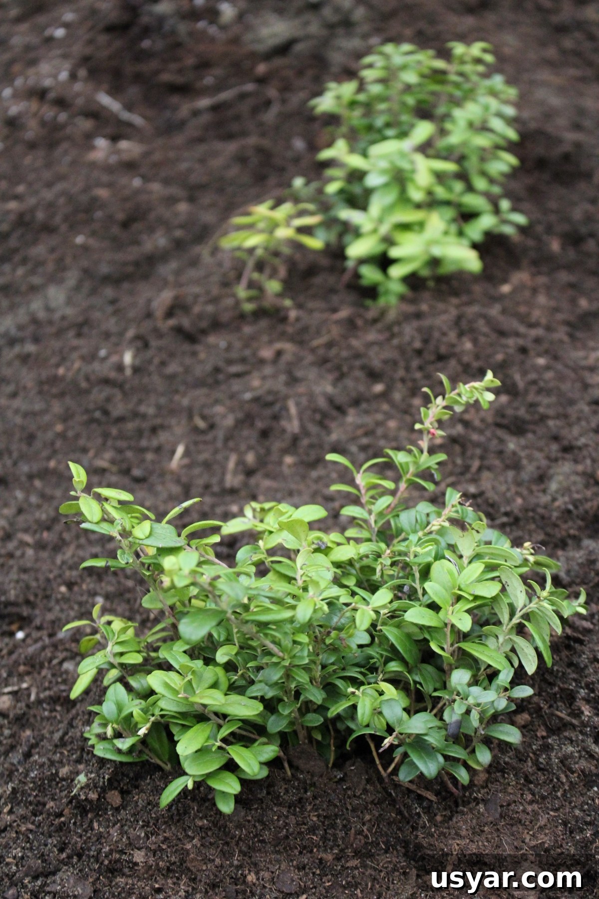 Lingonberry Growing Guide: Planting, Care and Harvest 5 Planting Lingonberries