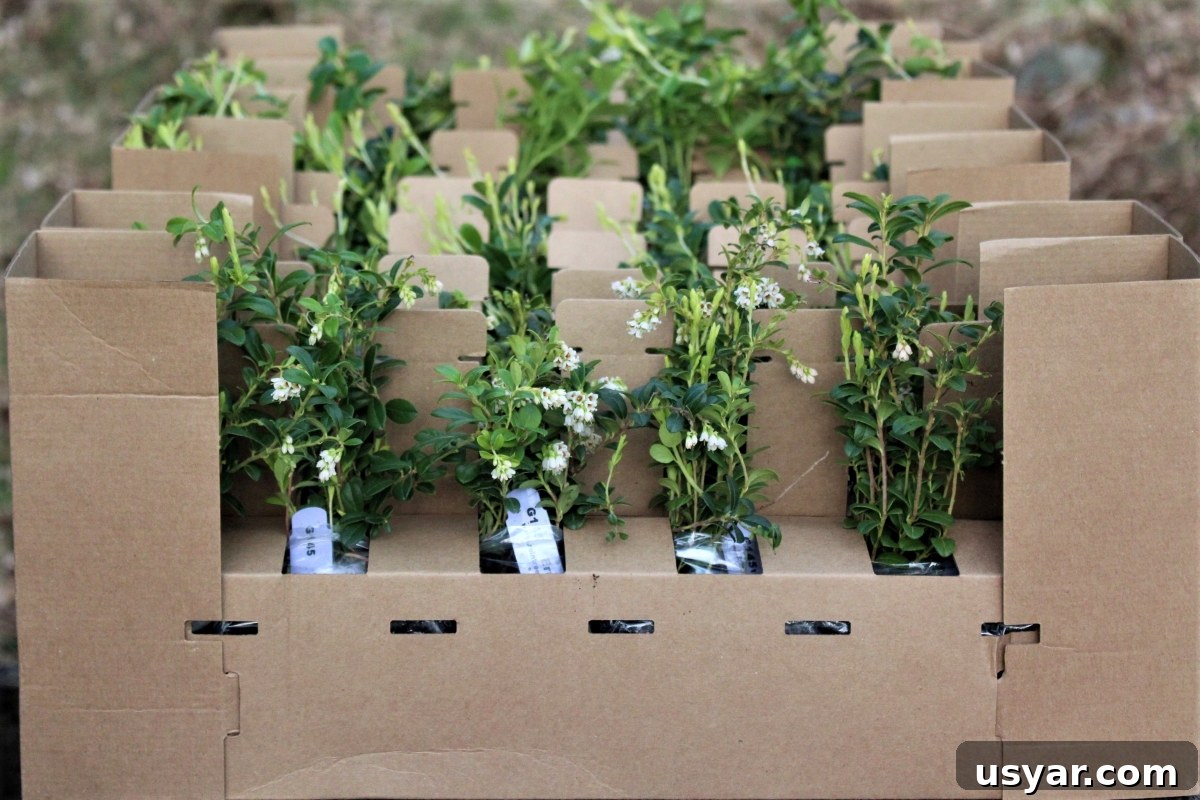 Lingonberry Growing Guide: Planting, Care and Harvest 6 Buying Lingonberry Plants