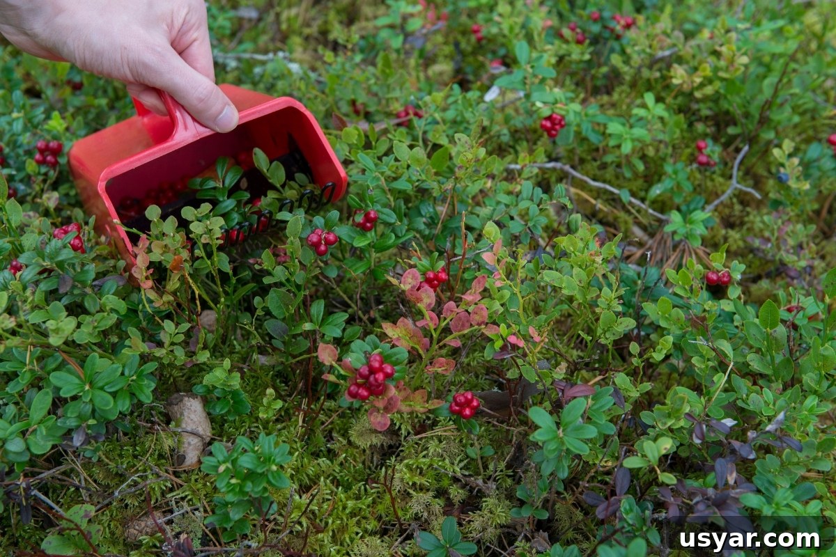 Lingonberry Growing Guide: Planting, Care and Harvest 7 Harvesting Lingonberries