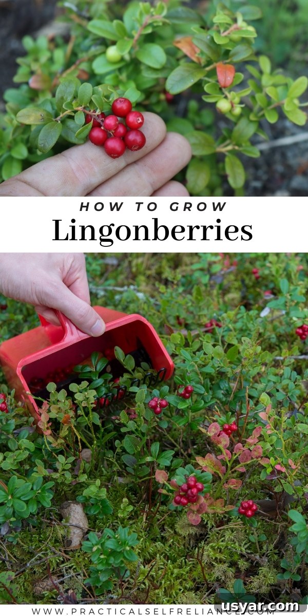 Lingonberry Growing Guide: Planting, Care and Harvest 8 How to Grow Lingonberry Plants