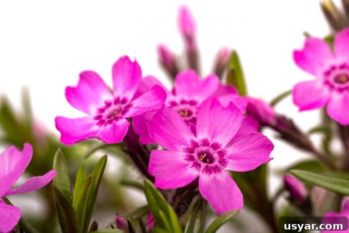 How to See the Pink Supermoon in April 5 Spring flowers associated with the Pink Moon name