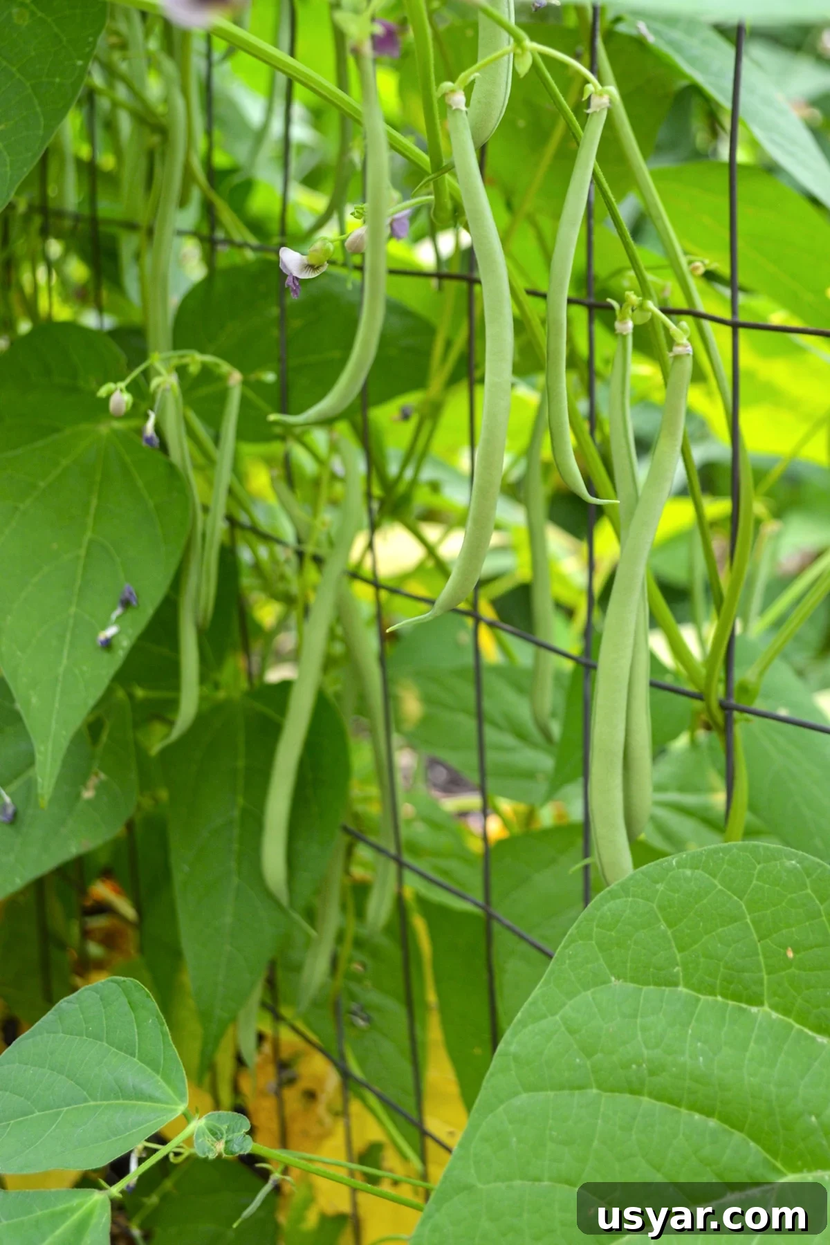Filet-Style Pole Beans: Why Pole Beans Outperform Bush Types 2 emerite pole beans growing on trellis