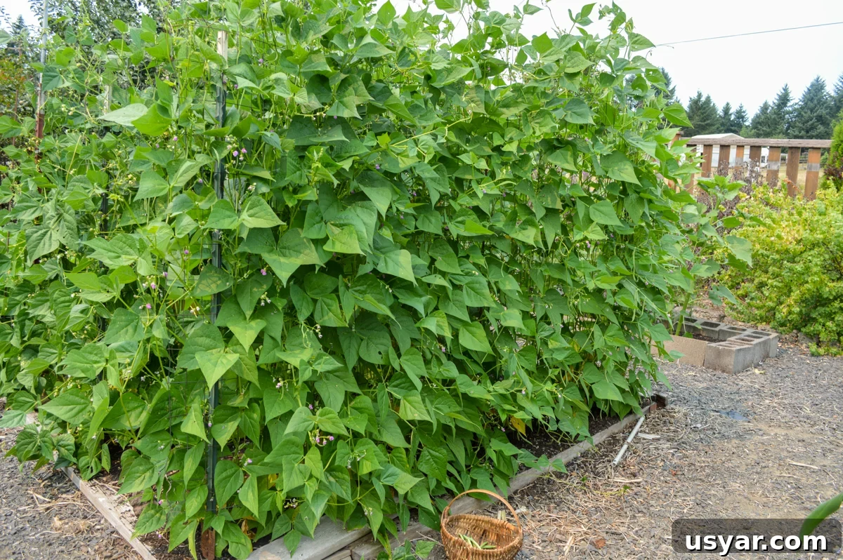 Filet-Style Pole Beans: Why Pole Beans Outperform Bush Types 3 full row of pole beans on trellis in garden