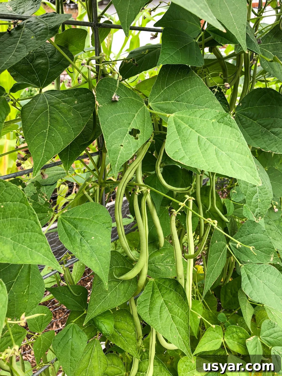 Filet-Style Pole Beans: Why Pole Beans Outperform Bush Types 4 Fortex pole beans on trellis in garden