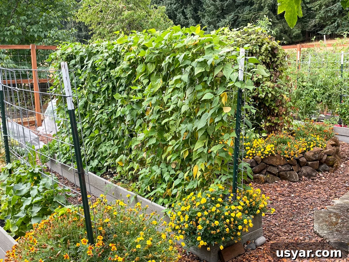 Filet-Style Pole Beans: Why Pole Beans Outperform Bush Types 6 row of pole beans in September