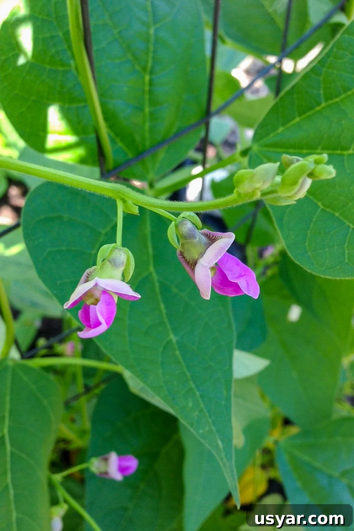 Filet-Style Pole Beans: Why Pole Beans Outperform Bush Types 7 purple Emerite bean blossoms