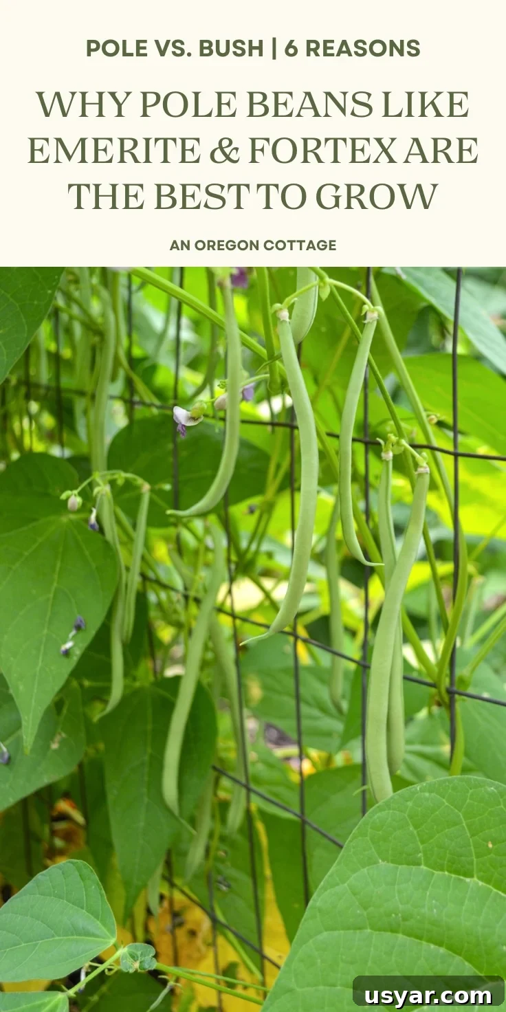 Filet-Style Pole Beans: Why Pole Beans Outperform Bush Types 9 filet pole beans Pinterest image