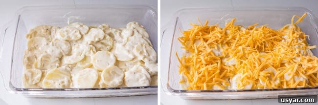 layering creamy potatoes in a glass dish and topping with cheese