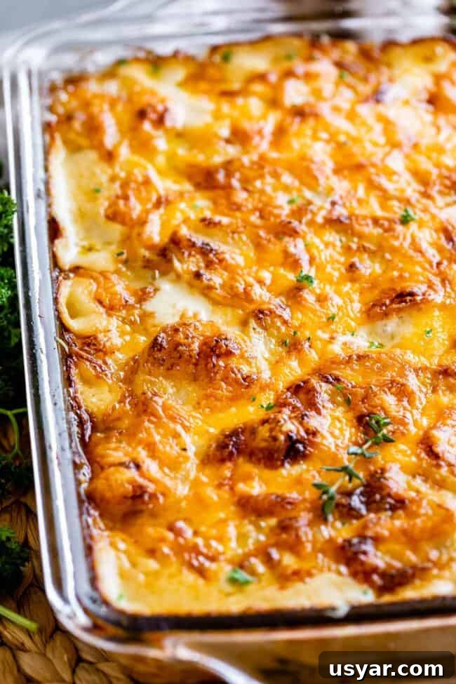 scalloped potatoes in a clear glass pan sprinkled with parsley