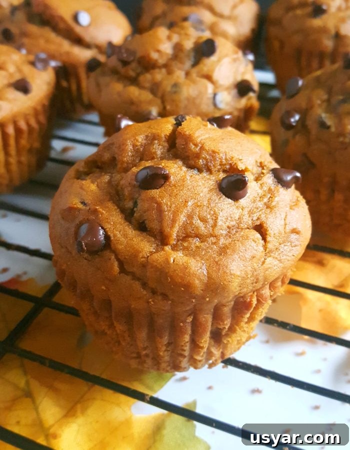 Chocolate Chip Pumpkin Muffins Made with Cake Mix 2 Cake Mix Chocolate Chip Pumpkin Muffins - Easy pumpkin muffin recipe made with cake mix and chocolate chips. This one-bowl recipe makes for a delicious and homemade fall breakfast or snack!