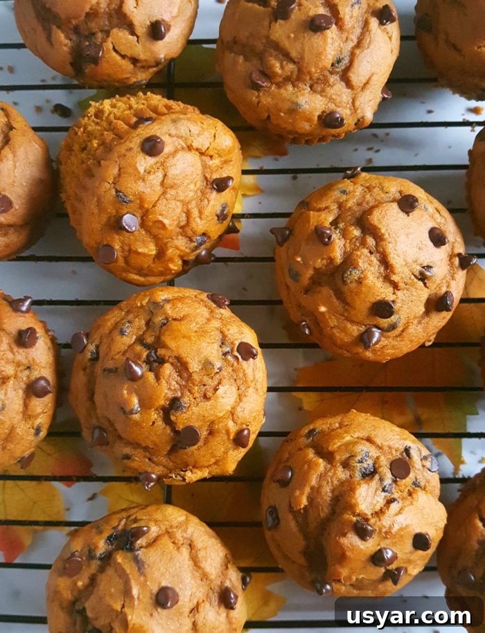Chocolate Chip Pumpkin Muffins Made with Cake Mix 3 Cake Mix Chocolate Chip Pumpkin Muffins - Easy pumpkin muffin recipe made with cake mix and chocolate chips. This one-bowl recipe makes for a delicious and homemade fall breakfast or snack!