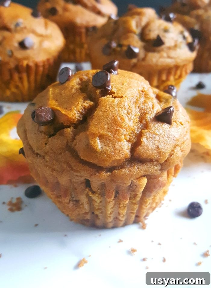 Chocolate Chip Pumpkin Muffins Made with Cake Mix 4 Cake Mix Chocolate Chip Pumpkin Muffins - Easy pumpkin muffin recipe made with cake mix and chocolate chips. This one-bowl recipe makes for a delicious and homemade fall breakfast or snack!