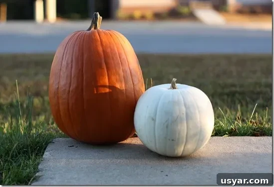 IMG_7609 Pumpkins in the morning light