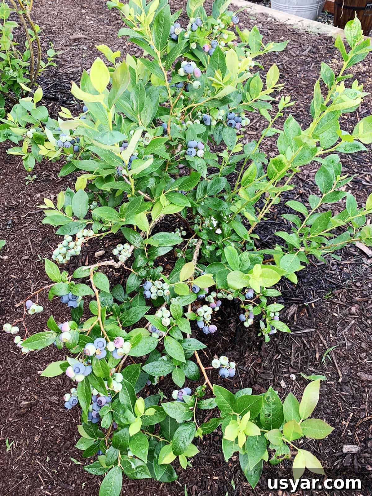 How to Tell When Blueberries Are Ripe and Harvest Them 2 Blueberry plant with lots of berries that are green pink and blue.