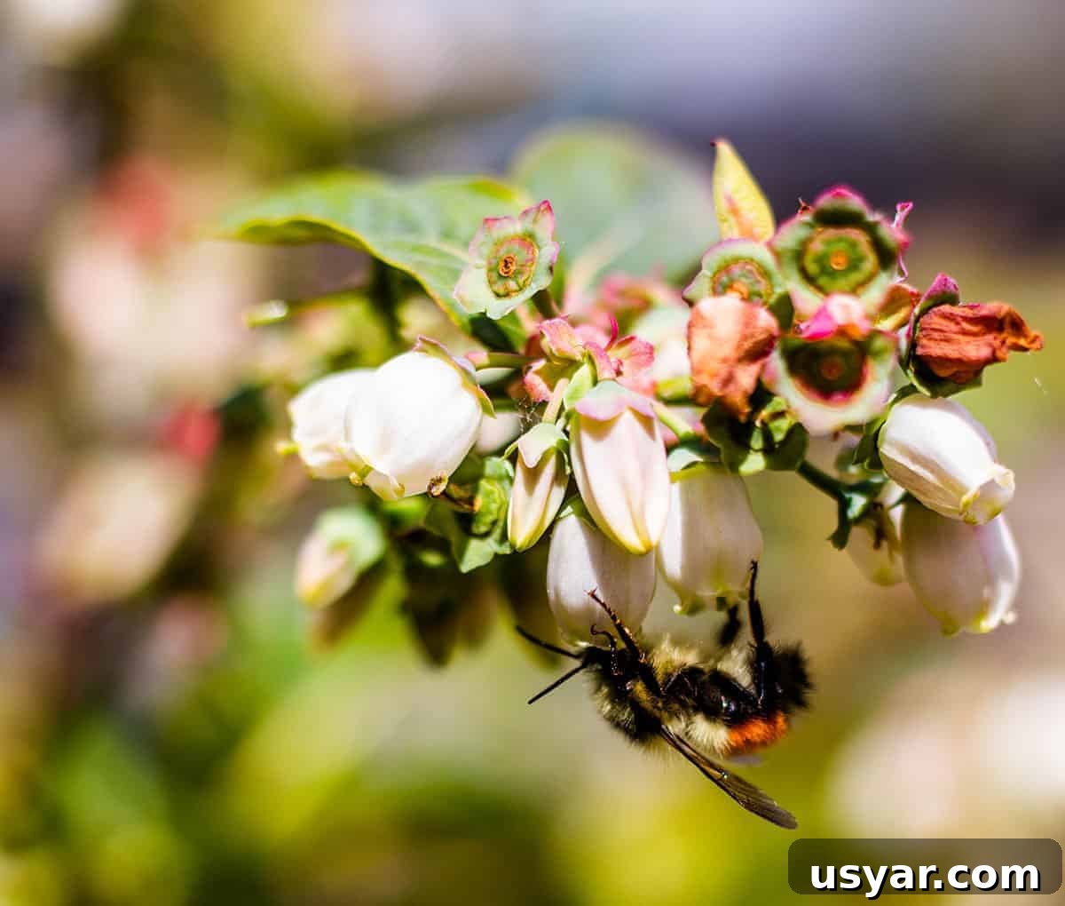 How to Tell When Blueberries Are Ripe and Harvest Them 3 A bee pollinating blueberry flowers.
