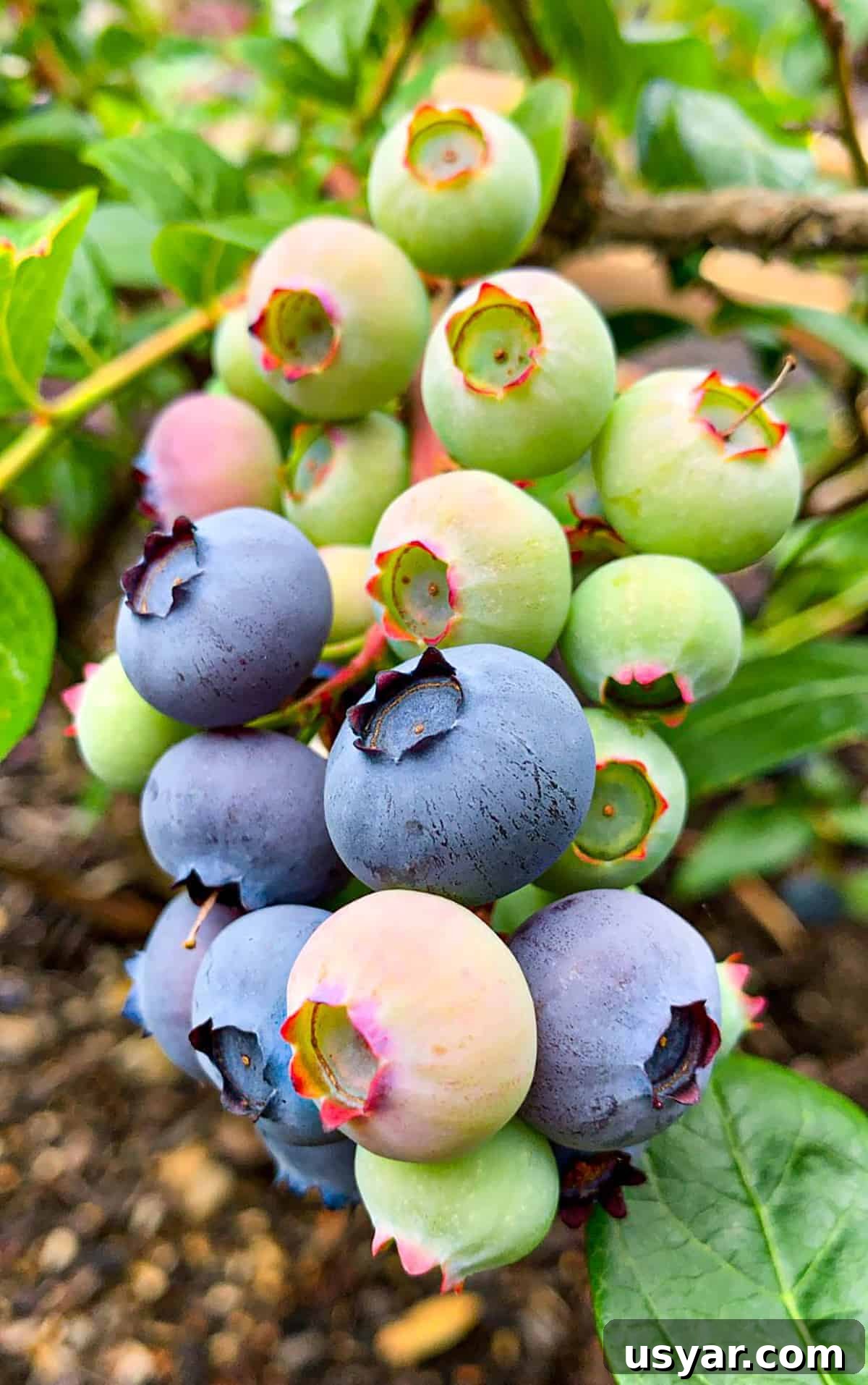How to Tell When Blueberries Are Ripe and Harvest Them 4 A cluster of blueberries ranging in color from dark blue to green.