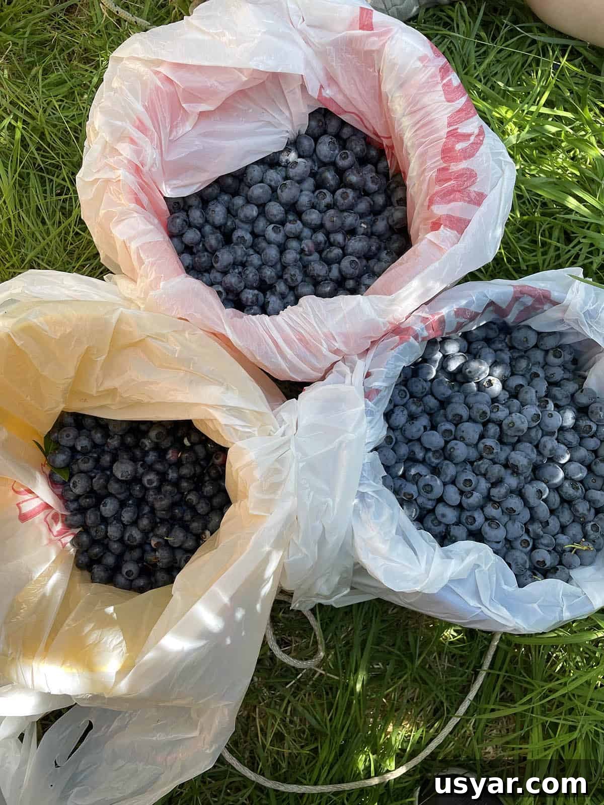 How to Tell When Blueberries Are Ripe and Harvest Them 5 One gallon buckets with plastic bag and tons of blueberries.