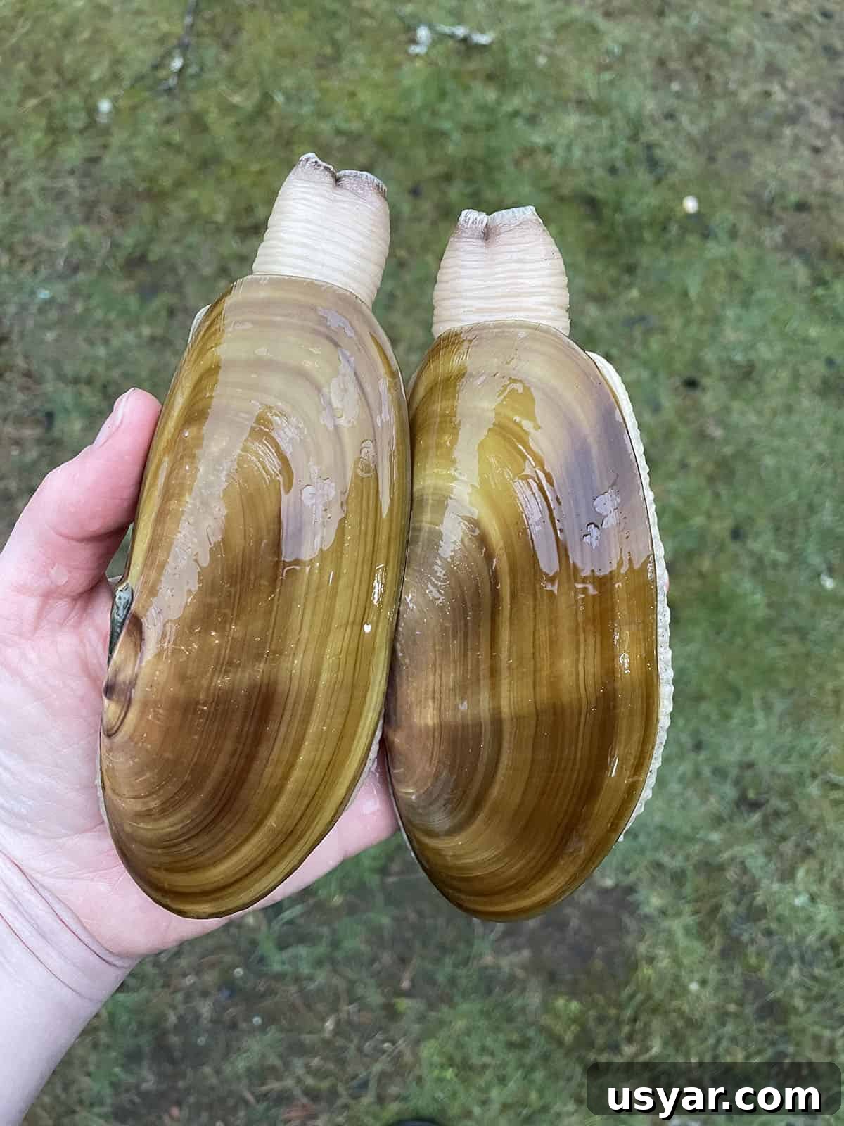 Creamy Razor Clam Chowder Recipe 3 A hand holding two large pacific razor clams.