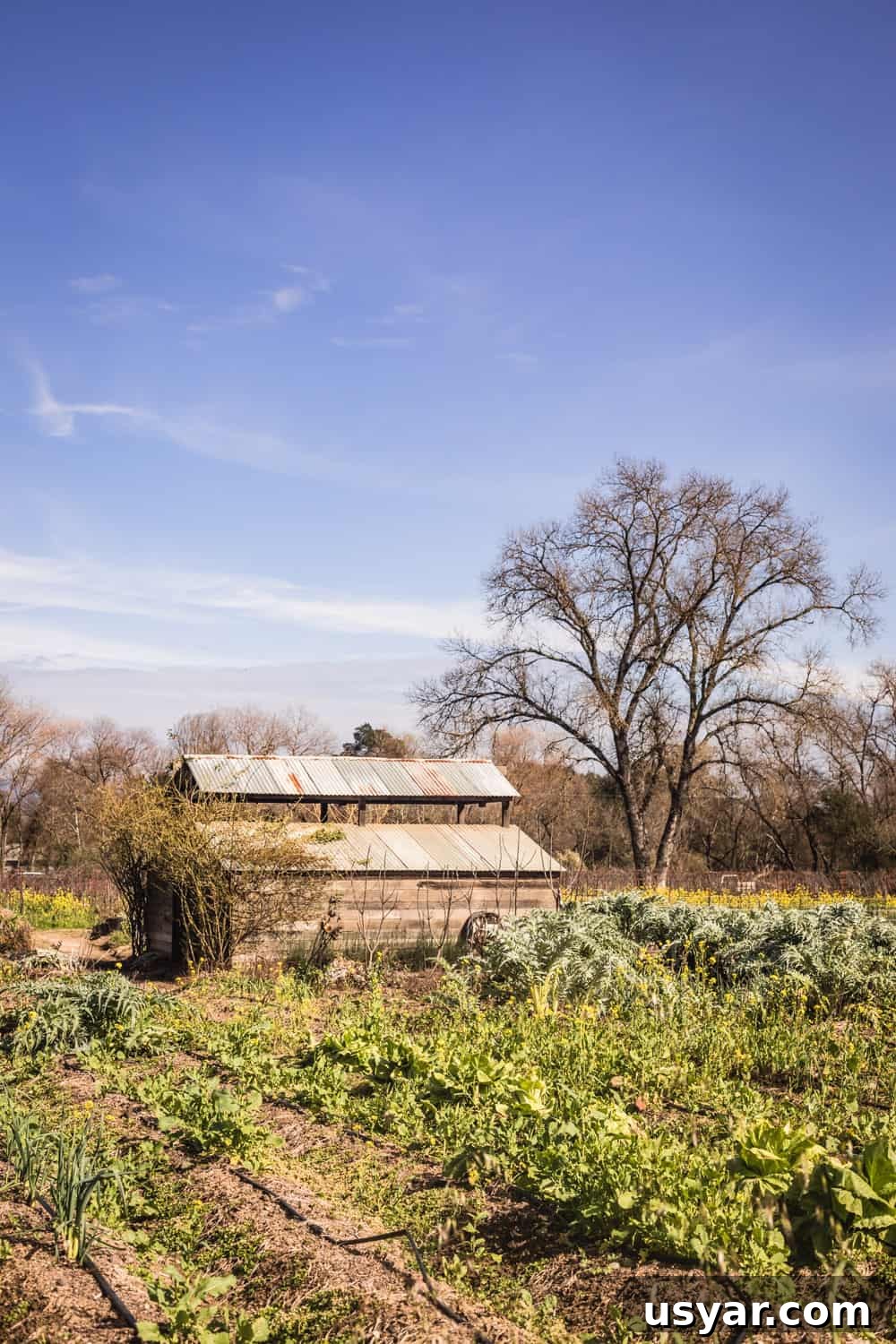 Wooden shack and veggie growing on Davero's biodynamic farm and winery.