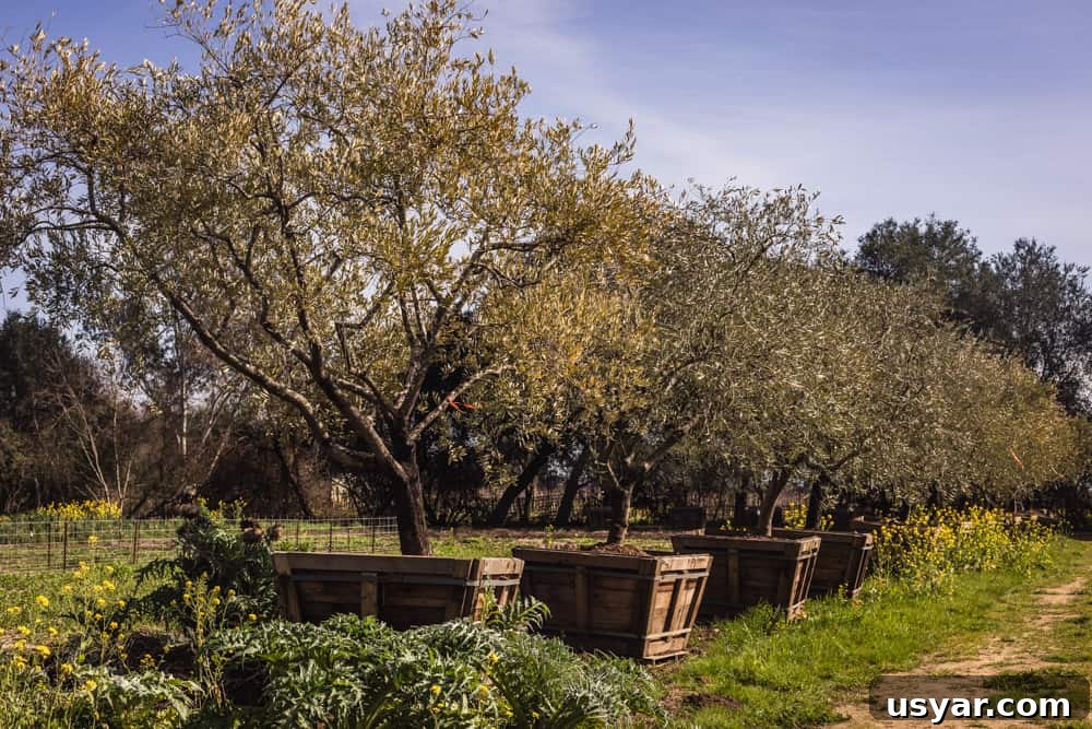 The olive groves on Davero's biodynamic farm and winery.