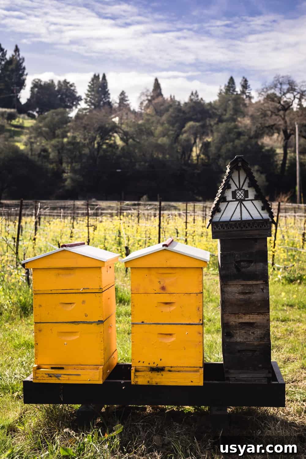 Bees being kept at Davero's biodynamic farm and winery.