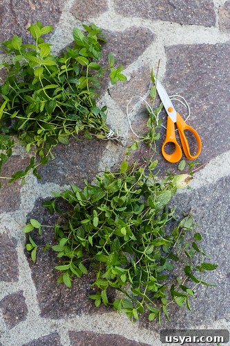 Herbs Herbs