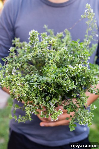 Herbs