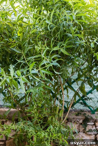 Herbs Herbs