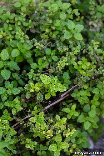 Herbs