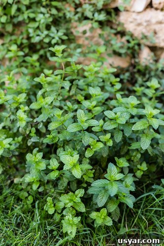 Herbs Herbs